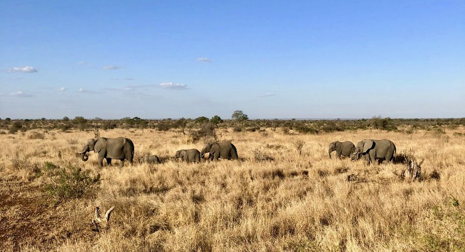 Kruger NP olifanten Zuid Afrika groepsrondreis 9
